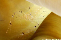 Commensal shrimp. Picture taken on the second reef off Ne... by Anouk Houben 